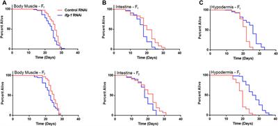 Anabolic Function Downstream of TOR Controls Trade-offs Between Longevity and Reproduction at the Level of Specific Tissues in C. elegans